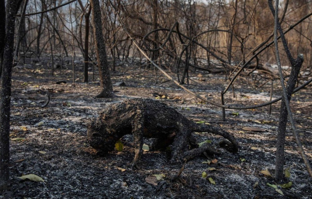 Espécies de macaco - Importância para o equilíbrio do meio ambiente