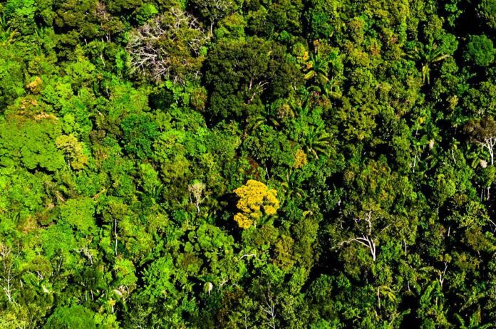 Mato Grosso reduz desmatamento em 74%, aponta Imazon Secom-MT Folha Regional MT