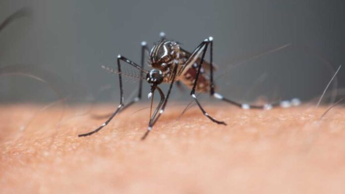 Entenda o que é a dengue grave e como é o tratamento - Regional MT